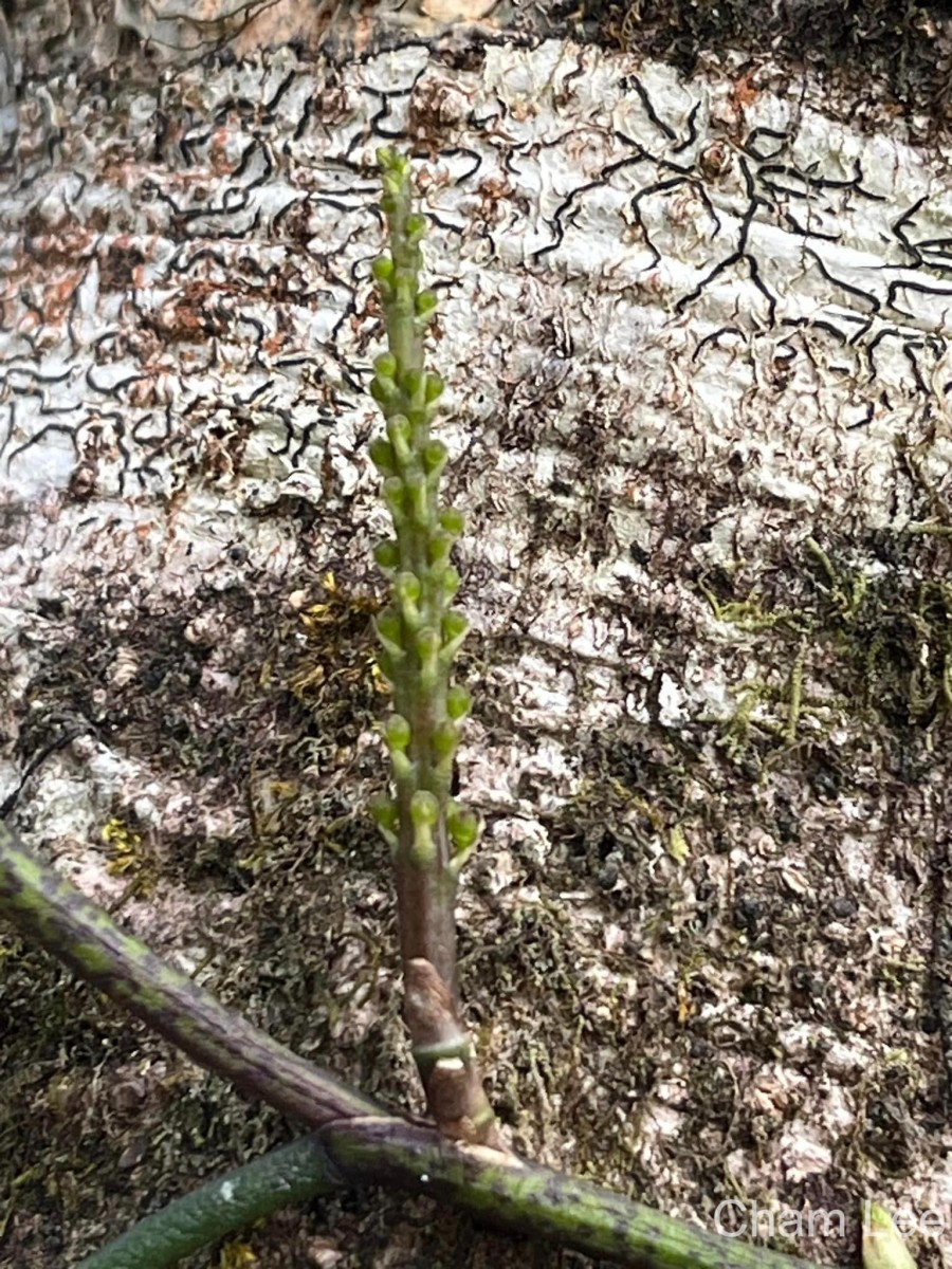 Cleisostomopsis filiformis (Rchb.f.) R.Rice